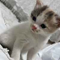 minik kız..