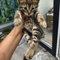 6 haftalık miniğe acil yuva