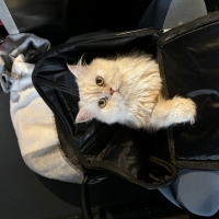 KEDİM KAY..