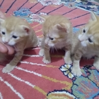 3 yavru s..