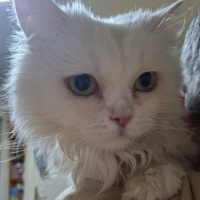 MİYU ÇOK..