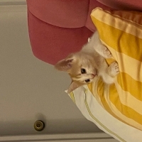 Minik sar..