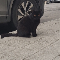 Cins kedi..
