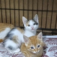 Tatlı mı tatlı oyuncu yavrulara yuva