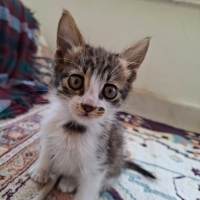 Oyuncu sevgi dolu ve talihli bir tekir