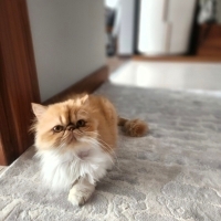 ÖMÜRLÜK Y..