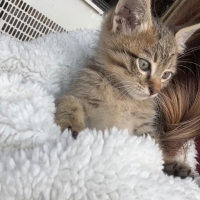 İŞ YERİMDE ANNESİ TERK EDEN BİR KEDİ
