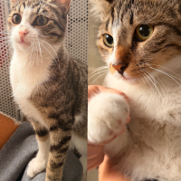 İKİ KARDEŞ KEDİ YUVAR ARIYOR