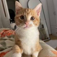 Kimsesiz Bebi için Acil YUVA