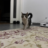 Yumoş Tekir Kedi
