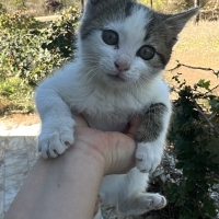 Girişken..