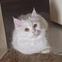 Van kedisi ve British Longhair kırması yüksek sesli ve sürekli bağıran bir kedi