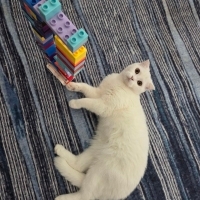 Pamuk kız..