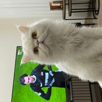 Ömürlük y..