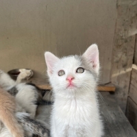 Bu bebeğe..
