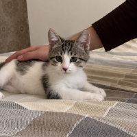 Minik Kur..