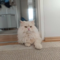 Ücretsiz Longhair