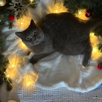 Kısır dişi kedi