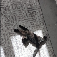 2aylık er..