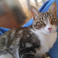 7 Aylik kisirlastirilmis sevecen bir disi kedi Luna