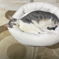 KISIRLAŞT..
