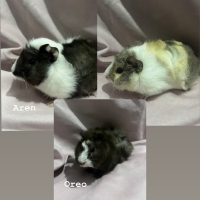 Oreo Pigi..