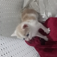 4 haftalı..