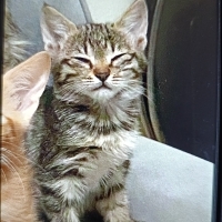 Çok acil..
