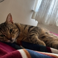 7 aylık bu güzel kısır erkeğe yuva olun lütfen