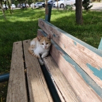 korkak ya..