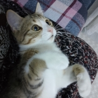 Sincan sa..