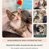 2.5 Aylık..