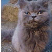 Cins kedi..