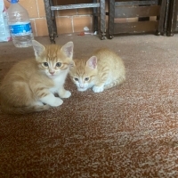 3 Yavru S..