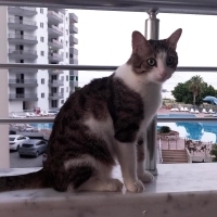 Çok merak..