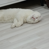 Leoyu sah..