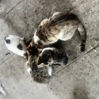 Merhabala..