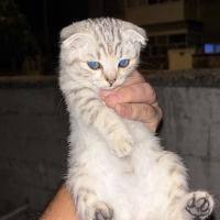 Konya Ann..