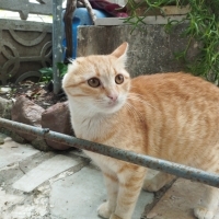 Şirin Bon..