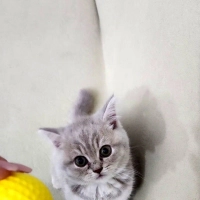 🐾 Maya'ya sevgi dolu, ömürlük bir yuva aranıyor (Ücretsiz)