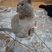 Ömürlük a..