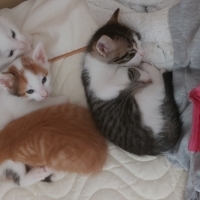 Yeni doğm..