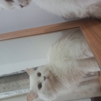 beyaz tüy..