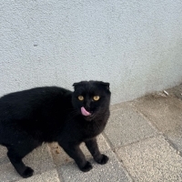 Bal gözlü..