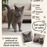 Ömürlük y..