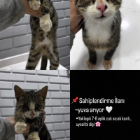 Ömürlük y..