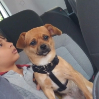🐕ÖMÜRLÜK..