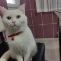 Kartopu gibi çok sevecen ve uysal bir çocuk