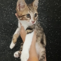 Leopar kaplan desenli grili beyazlı harika tekir yavru🧿🐱05362551683