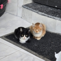 4 kardeş..